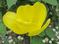 Lalea / Tulip